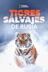 Image Tigres salvajes de Rusia