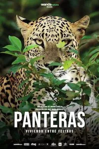 Image Panteras: Viviendo entre felinos