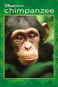 Image Chimpanzee (Chimpancés)
